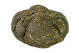 Bargain, Wide, Enrolled Morocops Trilobite - Morocco #157047-1